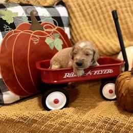 Goldendoodle Puppies from Labradoodleday