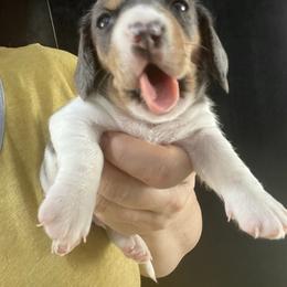 Mars Boy 2 - Dapple male Dachshund puppy in Bigfork, Minnesota from Dachshunds Up North
