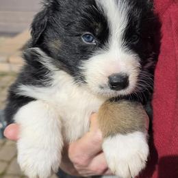 Wendell- Black tri boy 2 - Black tri-color male Australian Shepherd puppy in Nezperce, Idaho from Willow Creek Farm
