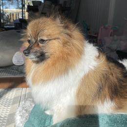 Joy - Pomeranian