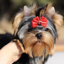 Girl - Blue and gold female Yorkshire Terrier puppy in Placerville, California from Diamond Springs Boutique