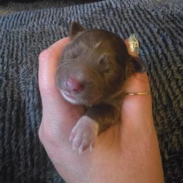 Chi Chi - Red & white female Miniature Australian Shepherd puppy in Arlington, Texas from CopperHead Aussies