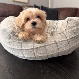 Valentino - Cream male Maltipoo puppy in Wesley Chapel, Florida from Pepper Patch Puppies