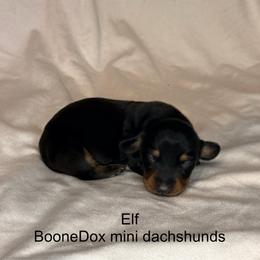 Elf - Black and tan male Dachshund puppy in Lexington, Oklahoma from BooneDox Miniature Dachshunds