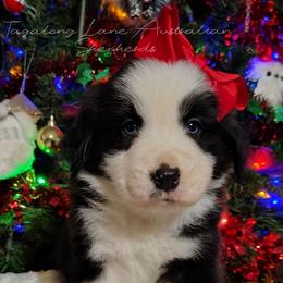 Waffle - Black tri female Miniature Australian Shepherd puppy in Muskogee, Oklahoma from Tagalong Lane Australian shepherds
