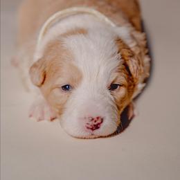 Tansie - White and gold female Border Collie puppy in Fresno, California from Alpine Tails