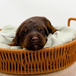 Maple - Phantom female Goldendoodle puppy in North Carolina from Tuxedo Mountain Doodles