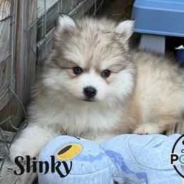 Slinky - Silver male Pomsky puppy in Eastman, Georgia from Once Upon A Pomsky