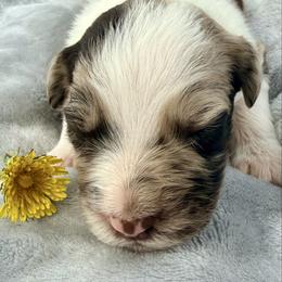 Loki - Red merle female Aussiedoodle puppy in Bedford, Virginia from Brandt Farms Aussiedoodles