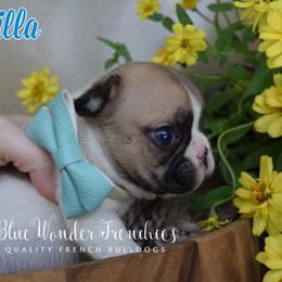 Vanilla - Fawn and white male French Bulldog puppy in Loxahatchee, Florida from Blue Wonder Frenchies