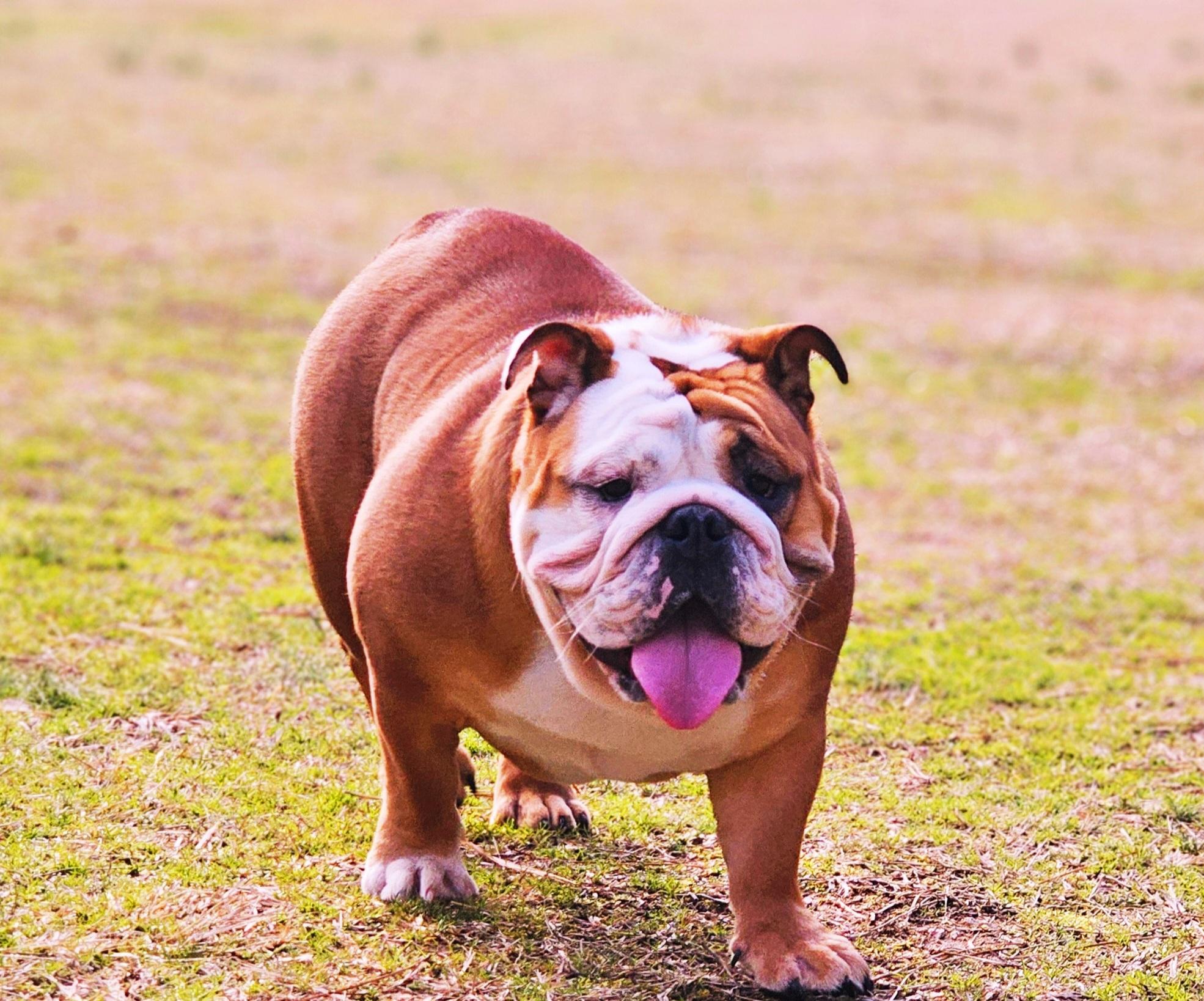 Red Clay Bullies in Georgia | Bulldog puppies | Good Dog