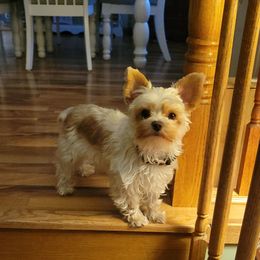 Honey - Yorkshire Terrier