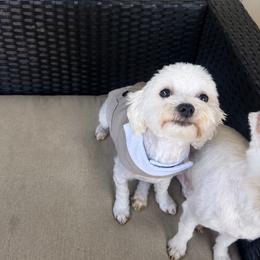 Donut - Maltese