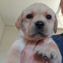Labrador Retriever Puppies from Majestic Forrest Labradors