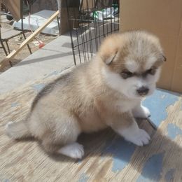 Alaskan Malamute Puppies from Maelstrom Alaskan Malamutes