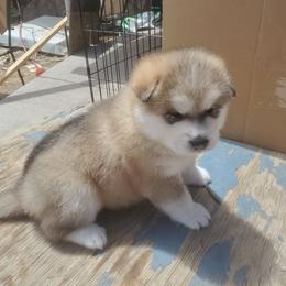 Alaskan Malamute Puppies from Maelstrom Alaskan Malamutes