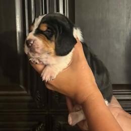 Champ - Black white and brown male Basset Hound puppy in Denison, Texas from Emma Lou's Baby Bassets