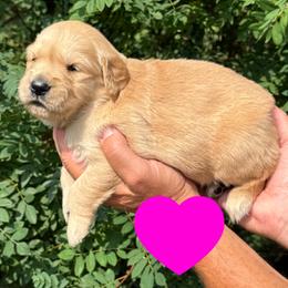Eleanor (Dark Pink) - Golden female Golden Retriever puppy in Cadillac, Michigan from K & M Golden Retrievers