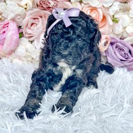 Chai - Phantom female Bernedoodle puppy in Otisville, Michigan from Danie’s Darling Doodles LLC