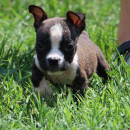 Firefly - Red brindle female American Staffordshire Terrier puppy in Guilford County, North Carolina from Explicit Kennel