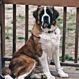 Forrest - Saint Bernard