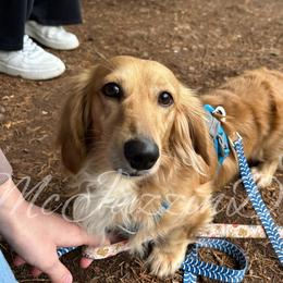 Luke - Dachshund