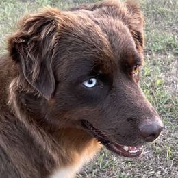 May - Miniature Australian Shepherd