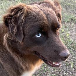 May - Miniature Australian Shepherd