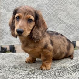 Cena - Red male Dachshund puppy in Tampa, Florida from EntityDachs