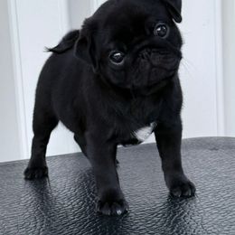 Pug Puppies from Wicked Kennel