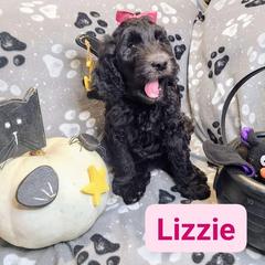 Double Doodle and Labradoodle Puppies from Superdoodles of San Antonio