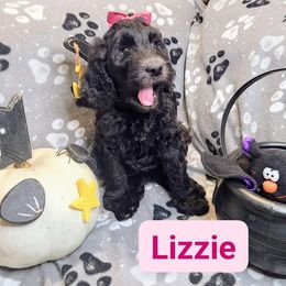 Double Doodle and Labradoodle Puppies from Superdoodles of San Antonio