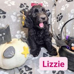 Double Doodle and Labradoodle Puppies from Superdoodles of San Antonio