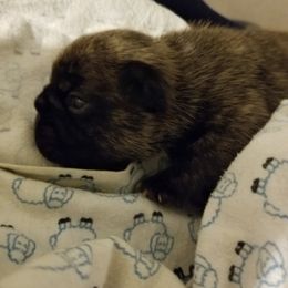 English Bulldog and French Bulldog Puppies from Bullwrinklz