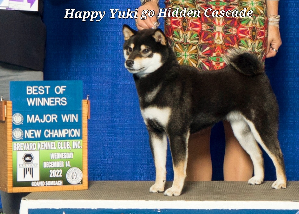 Yuki - Shiba Inu