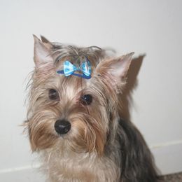 Maltese, Morkie, Poodle, and Yorkshire Terrier All Grown Up from YorkiesPawsLife