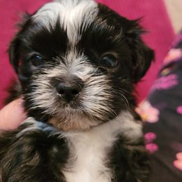 Shih Tzu Puppies from Sugar Paws Heavenly Shih Tzu’s