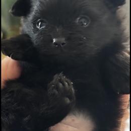 Pomeranian Puppies from Starlight Pomeranians