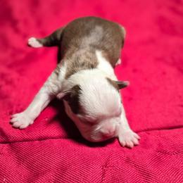 Girl 1 - Red female Boston Terrier puppy in Millers Creek, North Carolina from Tumbling Shoals Hilltop Bostons