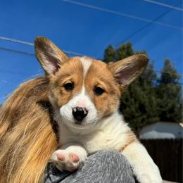 Rex - Sable male Pembroke Welsh Corgi puppy in Butte Meadows, California from Julia's Pembroke Welsh Corgis