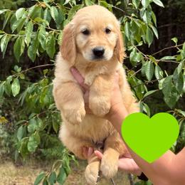 Douglas (Green) - Golden male Golden Retriever puppy in Cadillac, Michigan from K & M Golden Retrievers