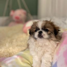 Pekingese Puppies from Della Serra Pekingese