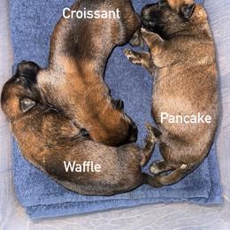 Pancake - Fawn sable male Belgian Malinois puppy in Briggs, Texas from Madhouse’s Belgian Malinois and German Shepherds