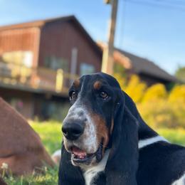 Wally - Basset Hound