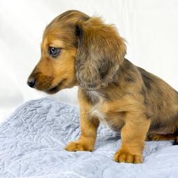 BBQ - Red female Dachshund puppy in Sacramento, California from MiniDoxPups