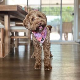 Penny - Australian Labradoodle