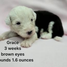 Grace - Gray and white female Old English Sheepdog puppy in Sutherlin, Oregon from Sapphire Eyes Sheepdogs