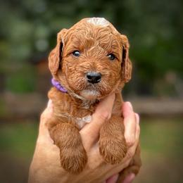 Purple Collar Girl - Cream female Poodle puppy in Modesto, California from Dry Creek Poodles
