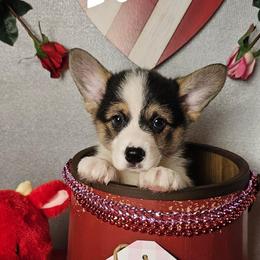S'more-Docked tail - Black and tan male Pembroke Welsh Corgi puppy in Deming, New Mexico from Dragon Ridge Corgis