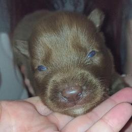 Dracarys - Red and white male Siberian Husky puppy in Richland, Mississippi from Feazell’s Siberian Huskies